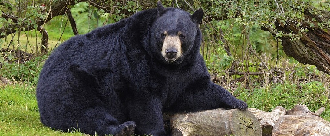 a large black bear in wildlife
