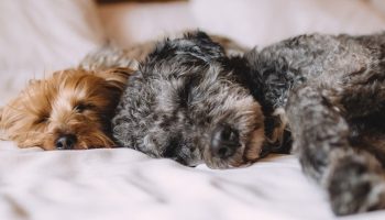 two dogs sleeping on a bet next to each other