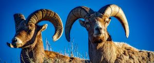 two bighorns