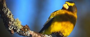 yellow bird on a tree branch
