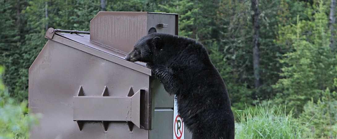 black bear trying to eat from garbage bin
