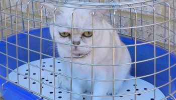 white cat in a cage