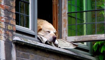a dog sleeping with its head sticking out a window, looking down