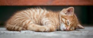 an orange cat sleeping on the pavement