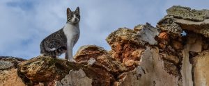 cat standing on a crumpled wall
