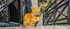 orange cat on steps