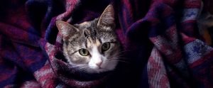 a cat wrapped in blankets