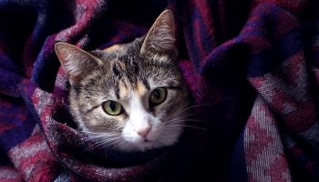 a cat wrapped in blankets
