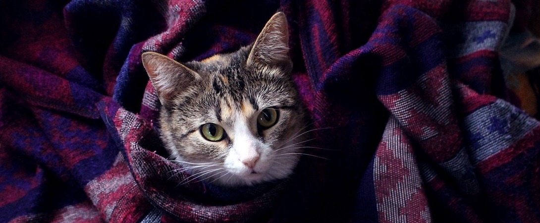 a cat wrapped in blankets