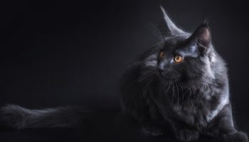 dark grey cat with a dark background