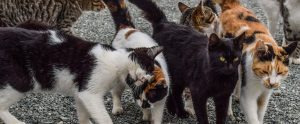 stray cats walking outdoors