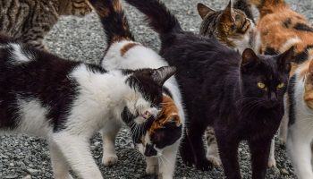stray cats walking outdoors