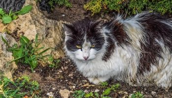 stray cat outdoors