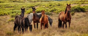 wild horses in the countryside
