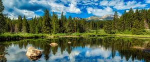 forest in front of a lake