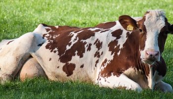cow lying down on grass