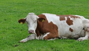 cow sitting on grass