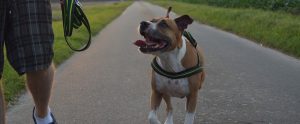 a happy pit bull walking on the road with its owner