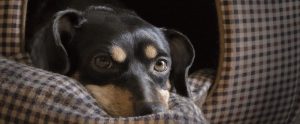 a dog lying in its bed