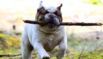 a dog running outside with a stick in its mouth