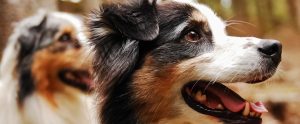 happy dogs