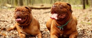 two dogs lying down in a forest