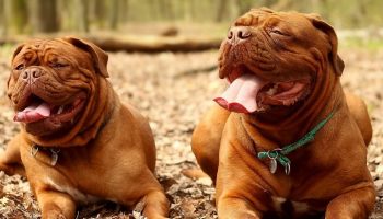 two dogs lying down in a forest