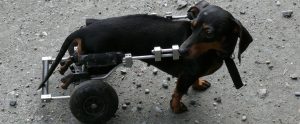 disabled dog in a wheelchair
