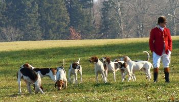 a traditional british hunter with a pack of dogs about to hunt