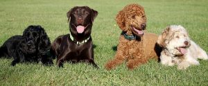four dogs sitting outside