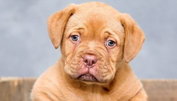 dogue de bordeaux in a box