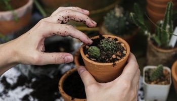 a flower pot with cactus in it being handled by someone