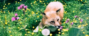 fox in a flower patch