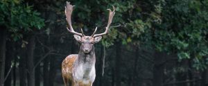 a fallow deer in the woods