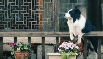 a dog hanging over a Japanese home's wooden fence