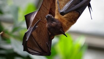 a bat hanging upside down