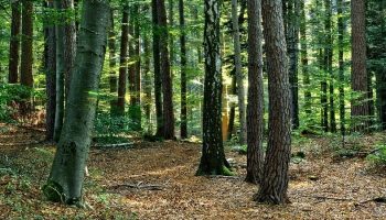 a forest