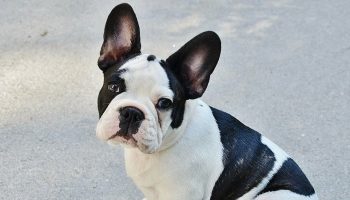 a french bulldog sitting outside
