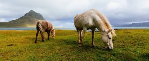 two horses on a field