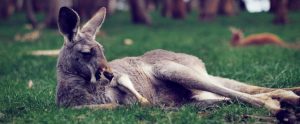 a kangaroo lying in the grass
