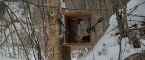 hunting trap in snowy forest