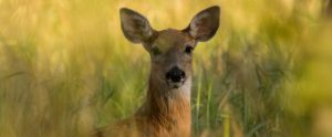a deer standing upright