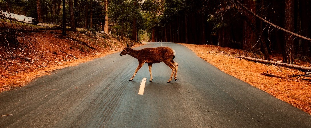deer walking over the road