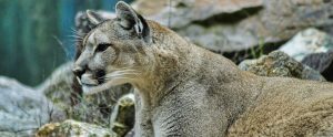 mountain lion