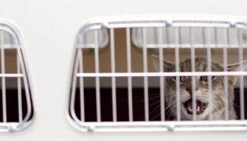 cat in a cage