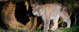 bobcat walking in nature
