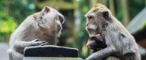 two monkeys talking to each other and a baby monkey