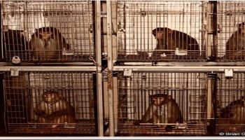 research monkeys locked in cages