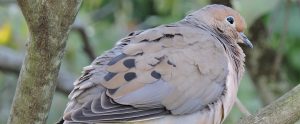 mourning dove on a tree branch