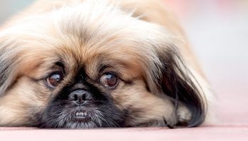pekingese on the floor